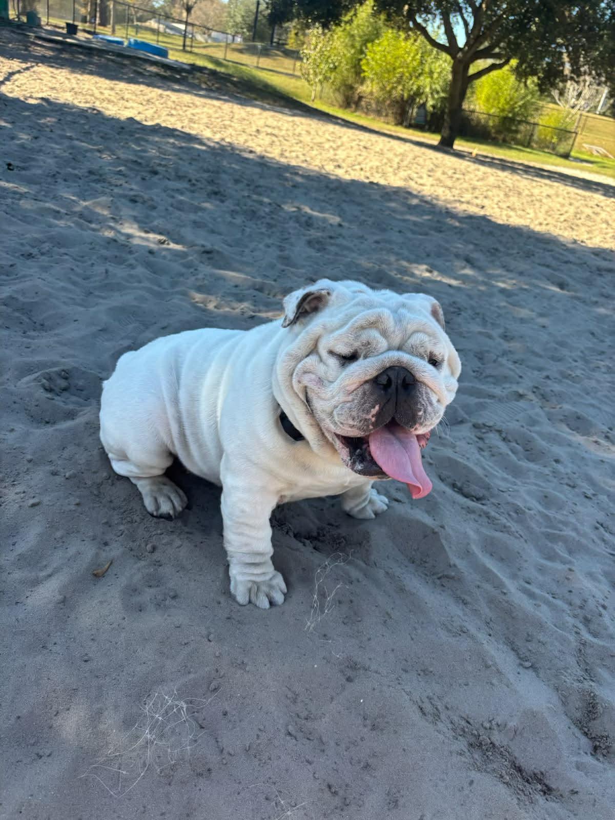 Enlarge Chess, an adopted English Bulldog in Palm Coast, FL image 3/5