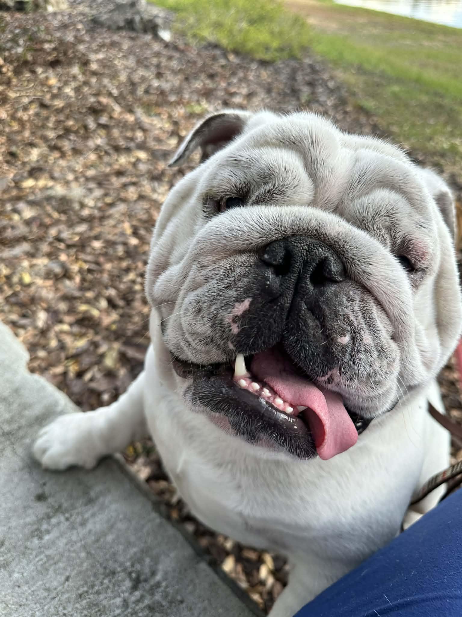 Enlarge Chess, an adopted English Bulldog in Palm Coast, FL image 2/5