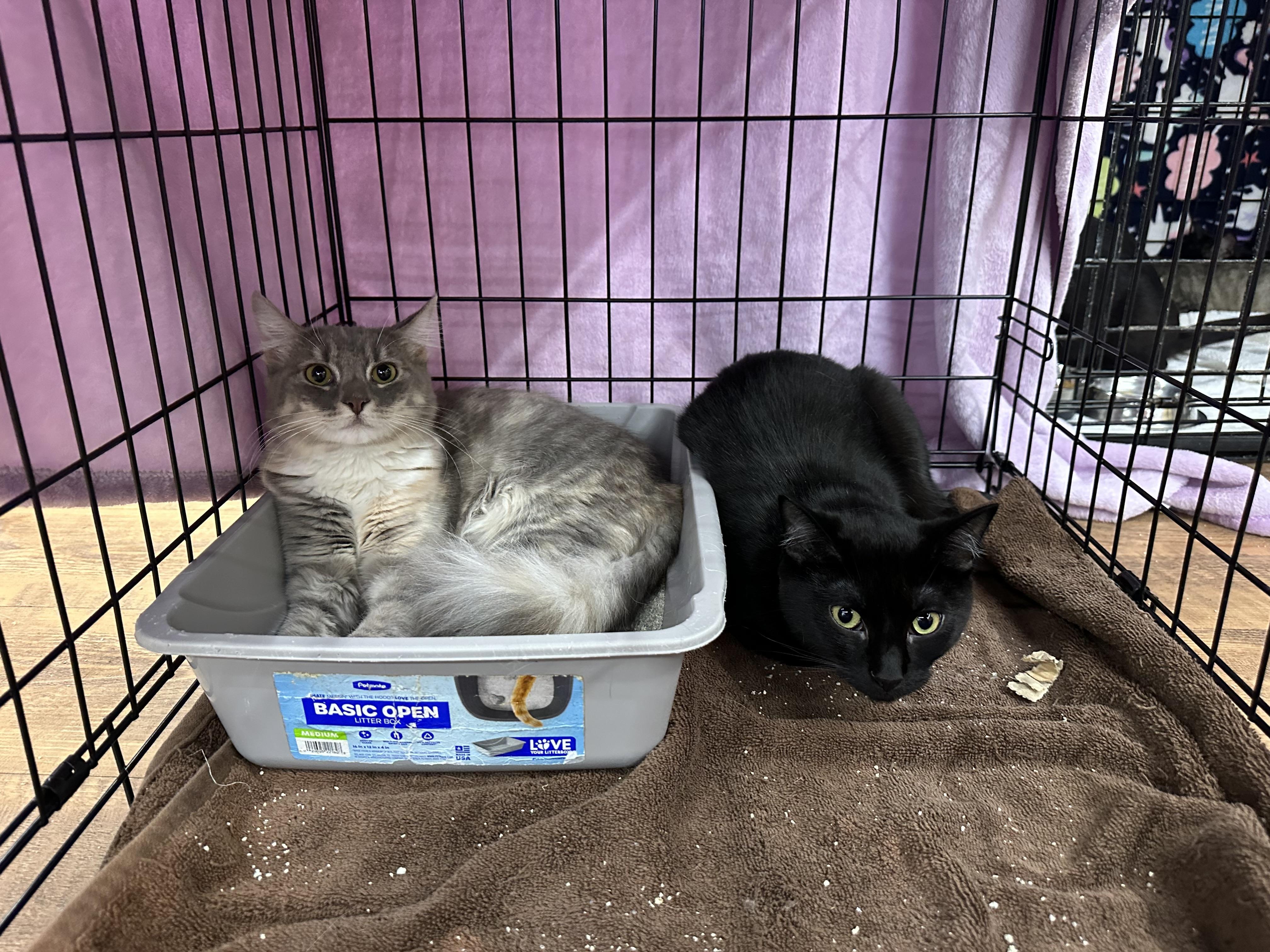 Lilith and Princess, an adoptable Domestic Medium Hair in Missoula, MT, 59804 | Photo Image 1