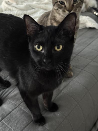 Enlarge Shuri, a Adoptable Bombay in Omaha, NE image 2/6