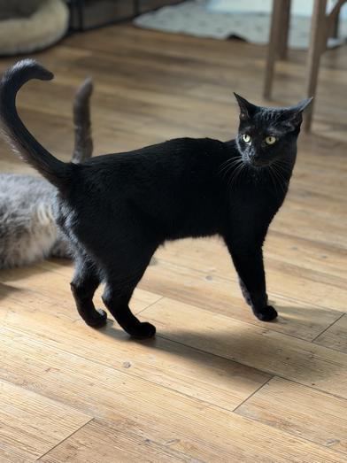 Enlarge Shuri, a Adoptable Bombay in Omaha, NE image 5/6