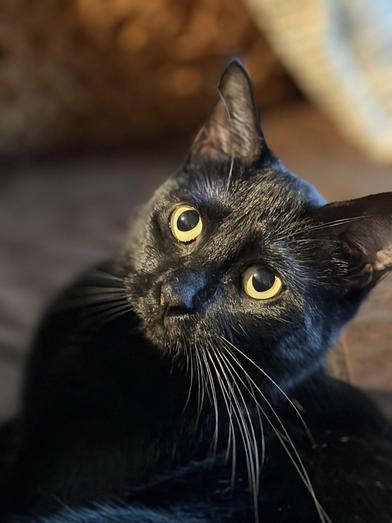 Enlarge Shuri, a Adoptable Bombay in Omaha, NE image 1/6