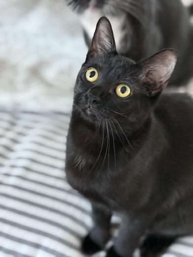 Enlarge Shuri, a Adoptable Bombay in Omaha, NE image 3/6
