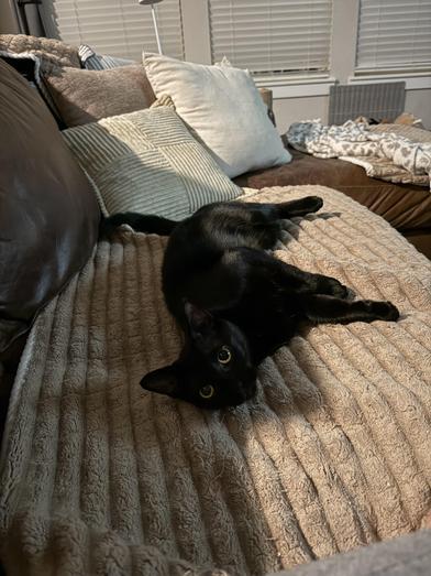 Enlarge Shuri, a Adoptable Bombay in Omaha, NE image 6/6