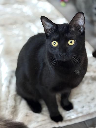 Enlarge Shuri, a Adoptable Bombay in Omaha, NE image 4/6