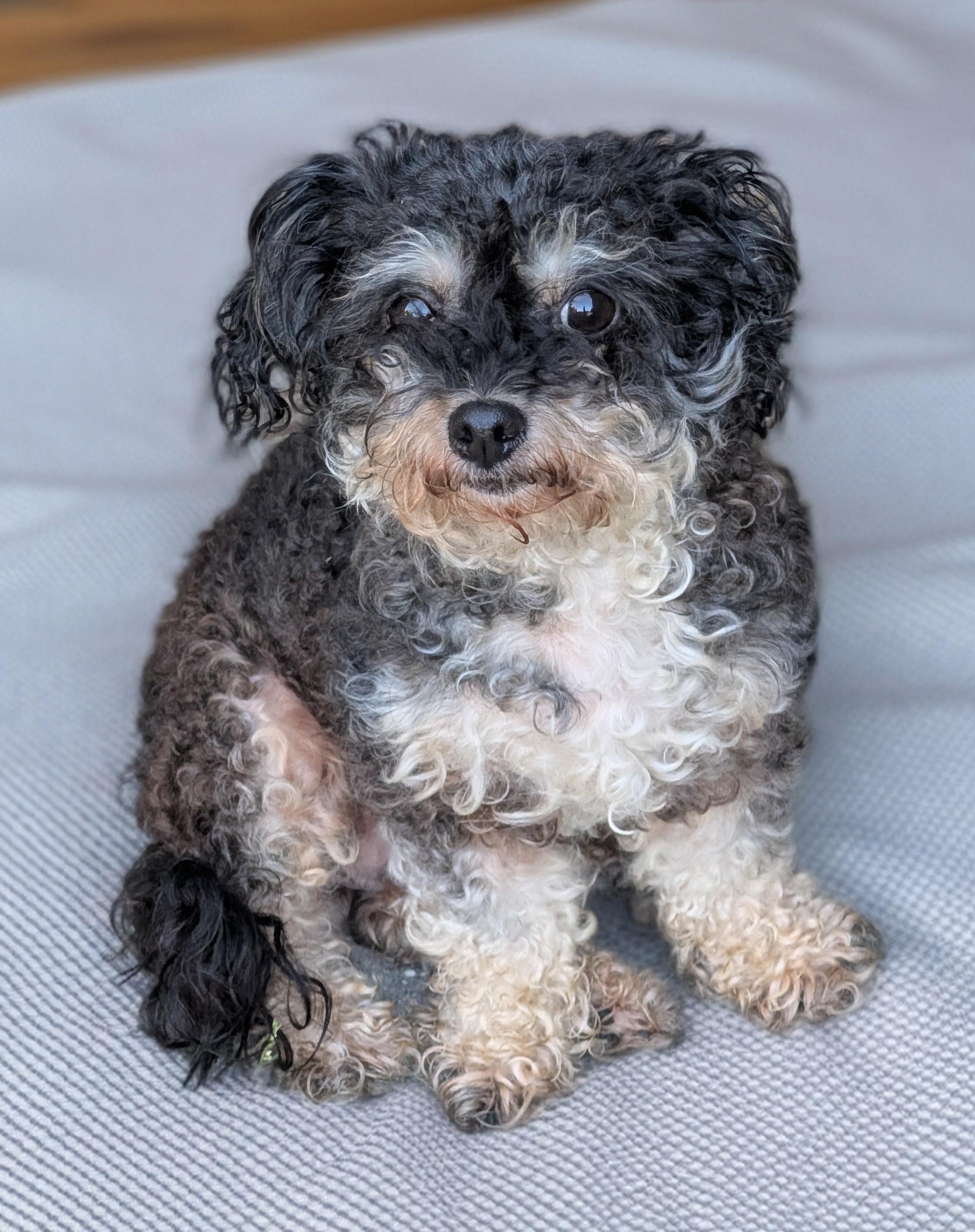 Mona, Adoptable, Adult Female Poodle (Toy).