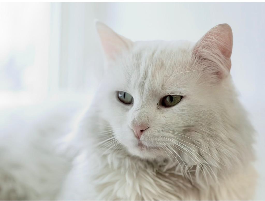 Falcor, Adoptable, Adult Male Domestic Long Hair.