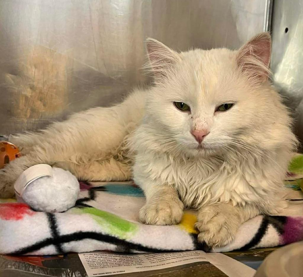 Falcor, a Adoptable mixed breed in Peru, NY image 2/3