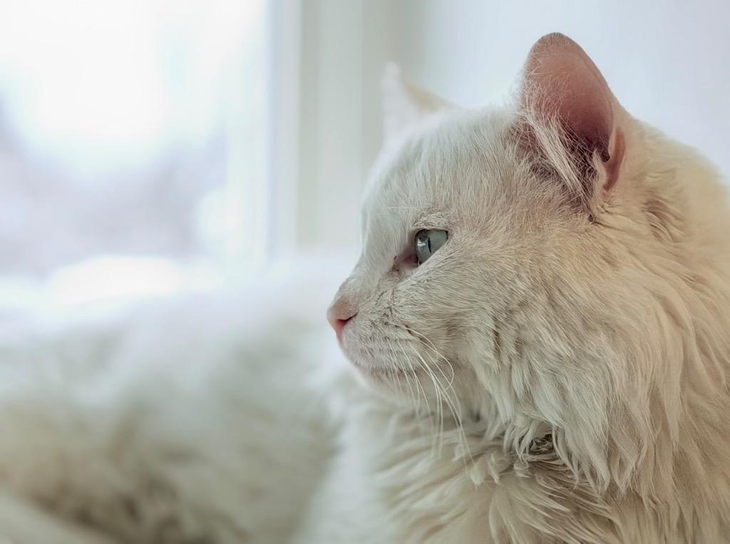 Falcor, a Adoptable mixed breed in Peru, NY image 3/3