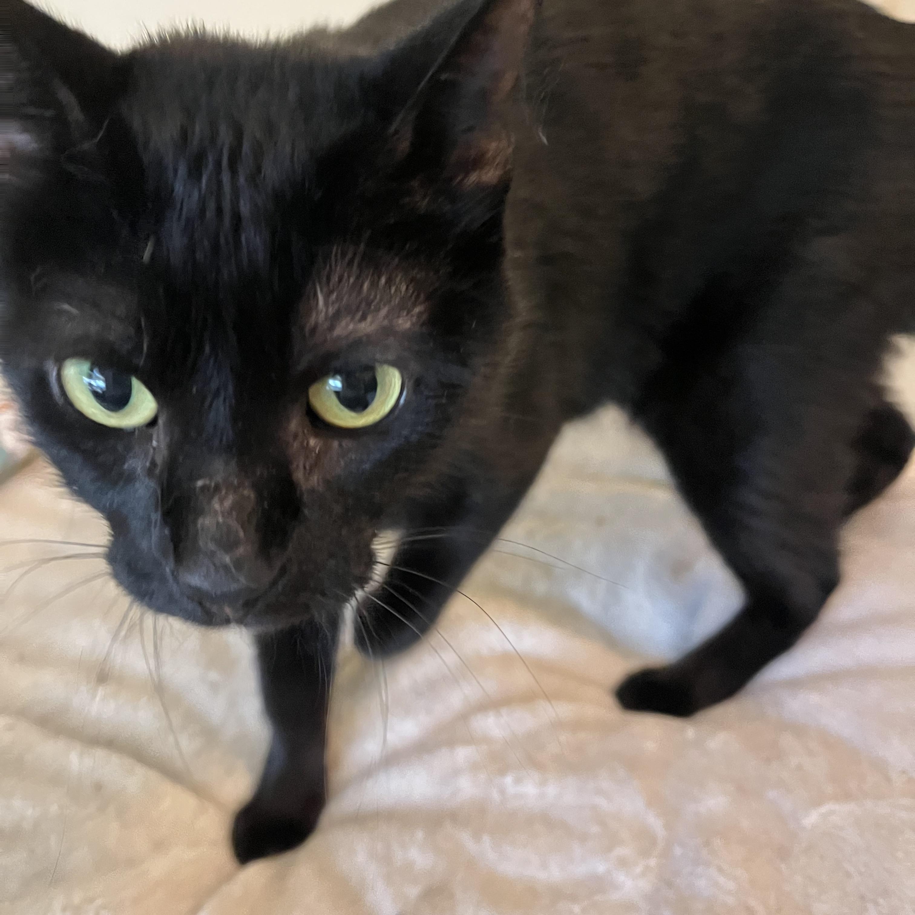 Enlarge Stevie (female), a ADOPTABLE Domestic Short Hair in Moline, IL image 2/4