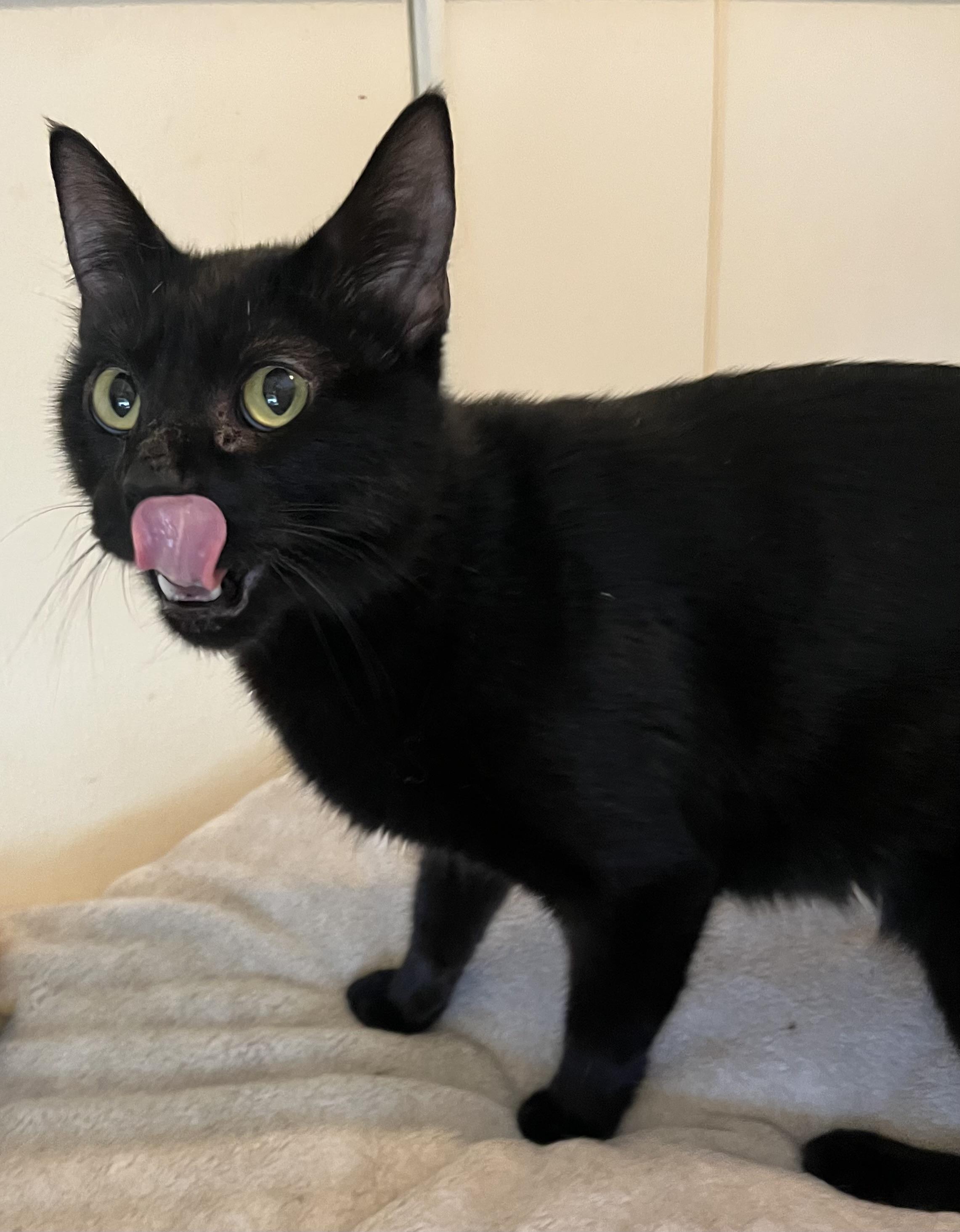 Stevie (female), ADOPTABLE, Young Female Domestic Short Hair.