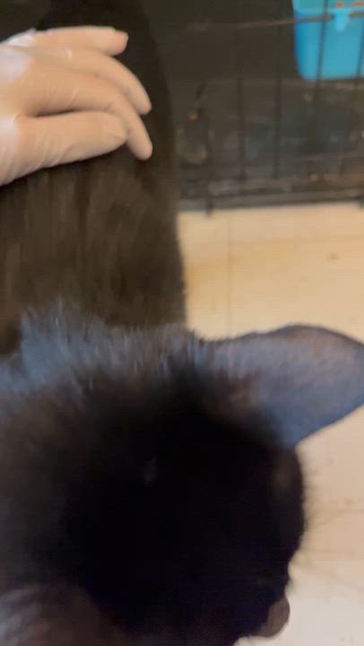 Enlarge Stevie (female), a ADOPTABLE Domestic Short Hair in Moline, IL video 4/4