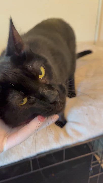 Enlarge Stevie (female), a ADOPTABLE Domestic Short Hair in Moline, IL video 3/4