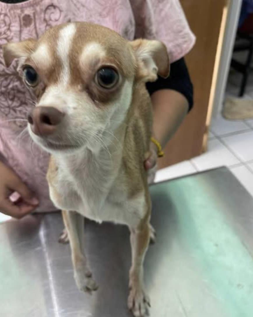 Mr Spock, an adoptable Chihuahua in EL COLORADO, JAL, 48265 | Photo Image 1