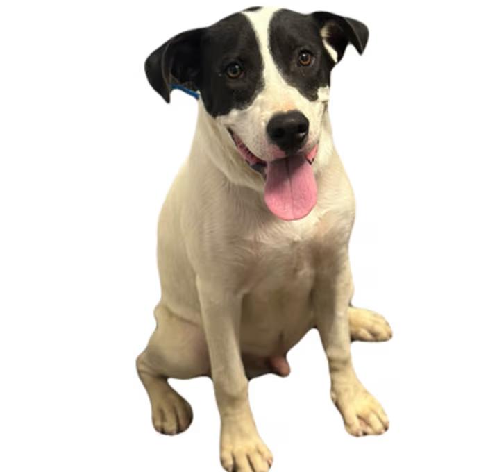 Enlarge Wolowitz, a ADOPTABLE mixed breed in Red Bluff, CA image 3/3