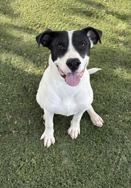 Wolowitz, ADOPTABLE, Young Male Pit Bull Terrier.