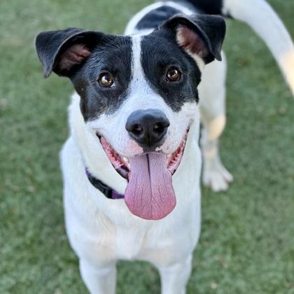 Wolowitz, Adoptable, Young Male Pit Bull Terrier.