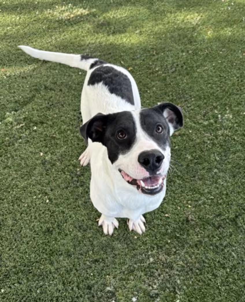 Enlarge Wolowitz, a ADOPTABLE mixed breed in Red Bluff, CA image 2/3