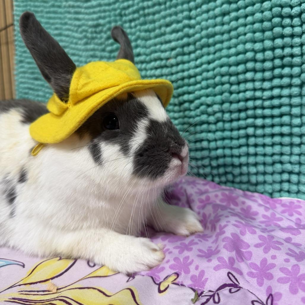 Sky, Adoptable, Senior Female Bunny Rabbit.