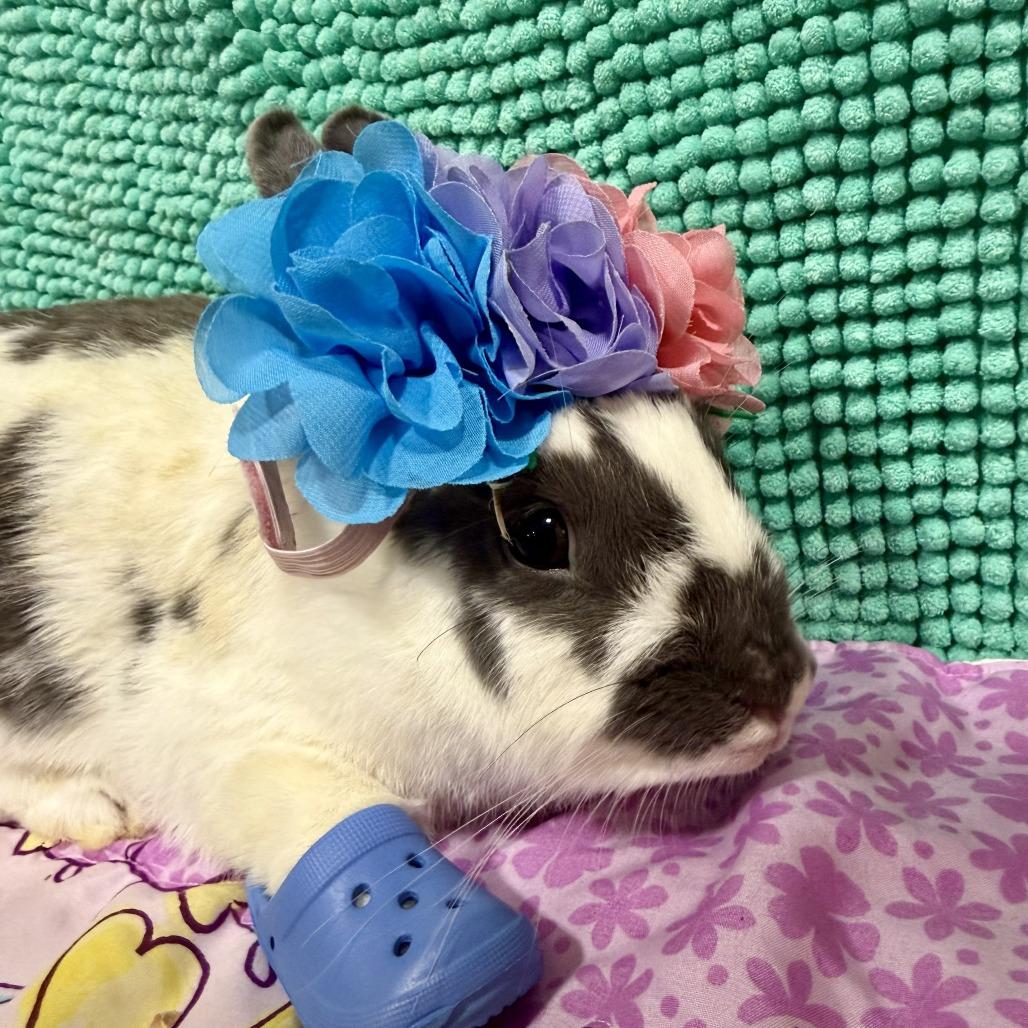 Enlarge Sky, a Adoptable Bunny Rabbit in Gansevoort, NY image 2/2