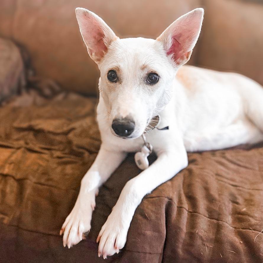 Pearl, a Adoptable mixed breed in Springboro, OH image 1/2