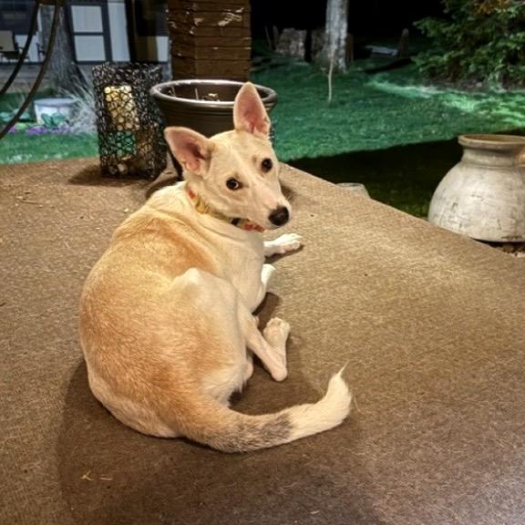 Enlarge Pearl, a Adoptable mixed breed in Springboro, OH image 3/3