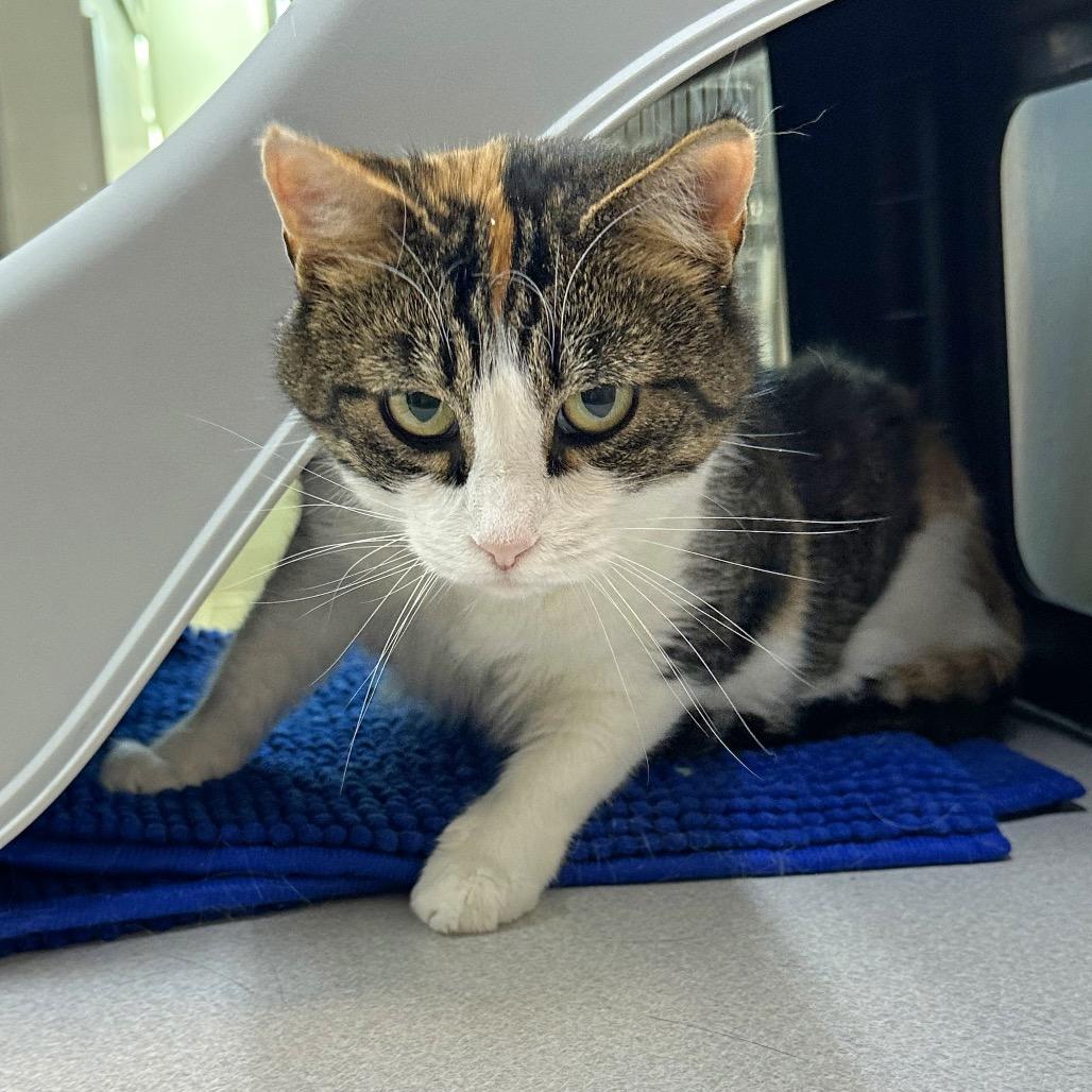 Mama Suey thumbnail 3