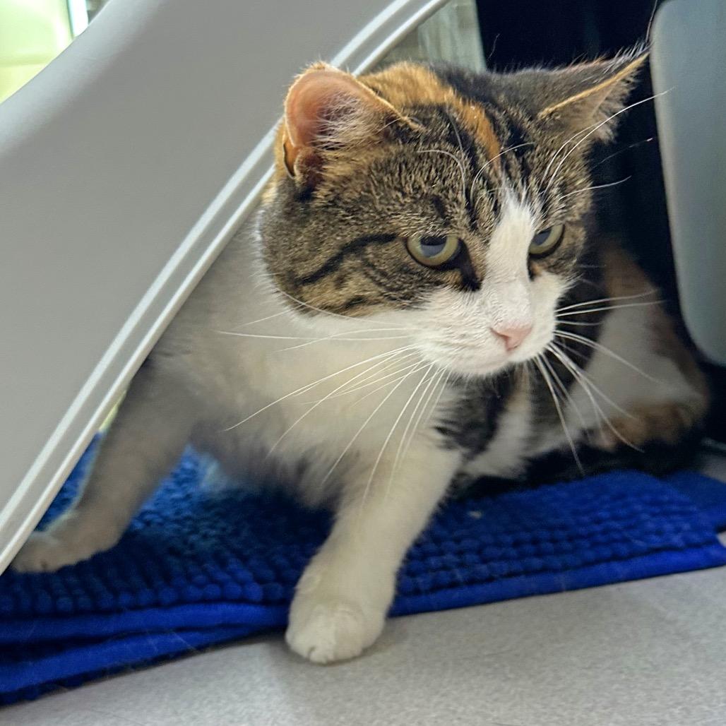 Mama Suey thumbnail 4