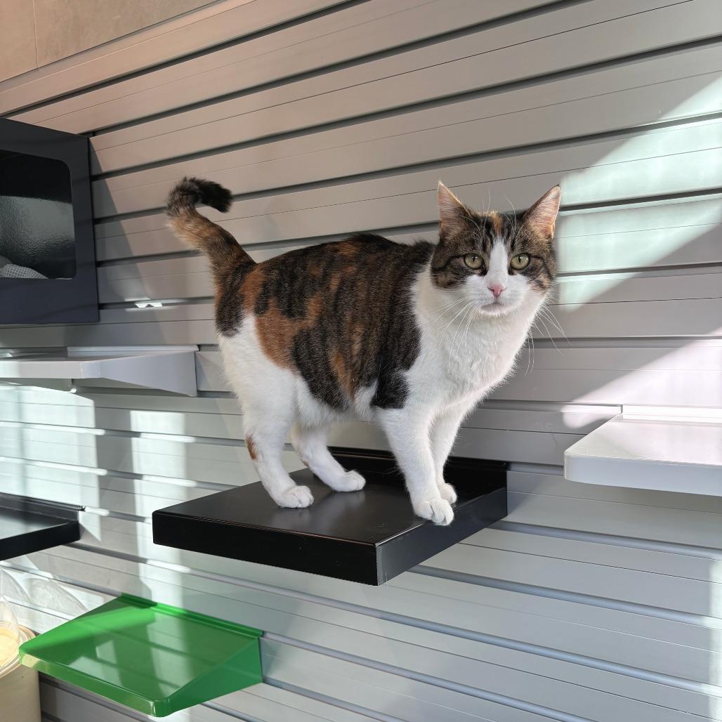 Mama Suey, a Adoptable Domestic Short Hair in Hailey, ID image 3/6