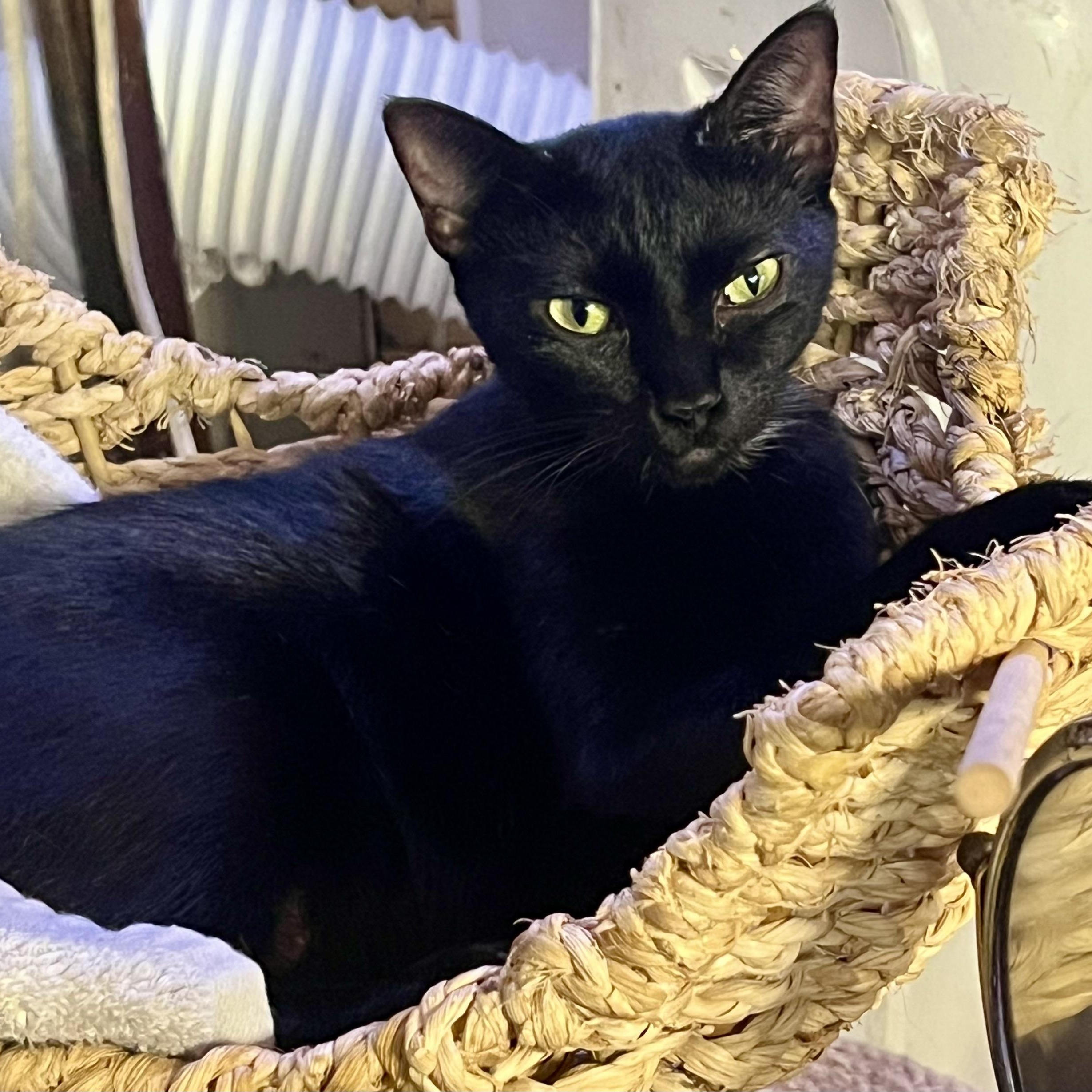 Freya, Adoptable, Adult Female Domestic Short Hair & Manx.