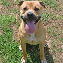 Jimmy, a Adoptable Pit Bull Terrier in Columbus, NC image 1/6