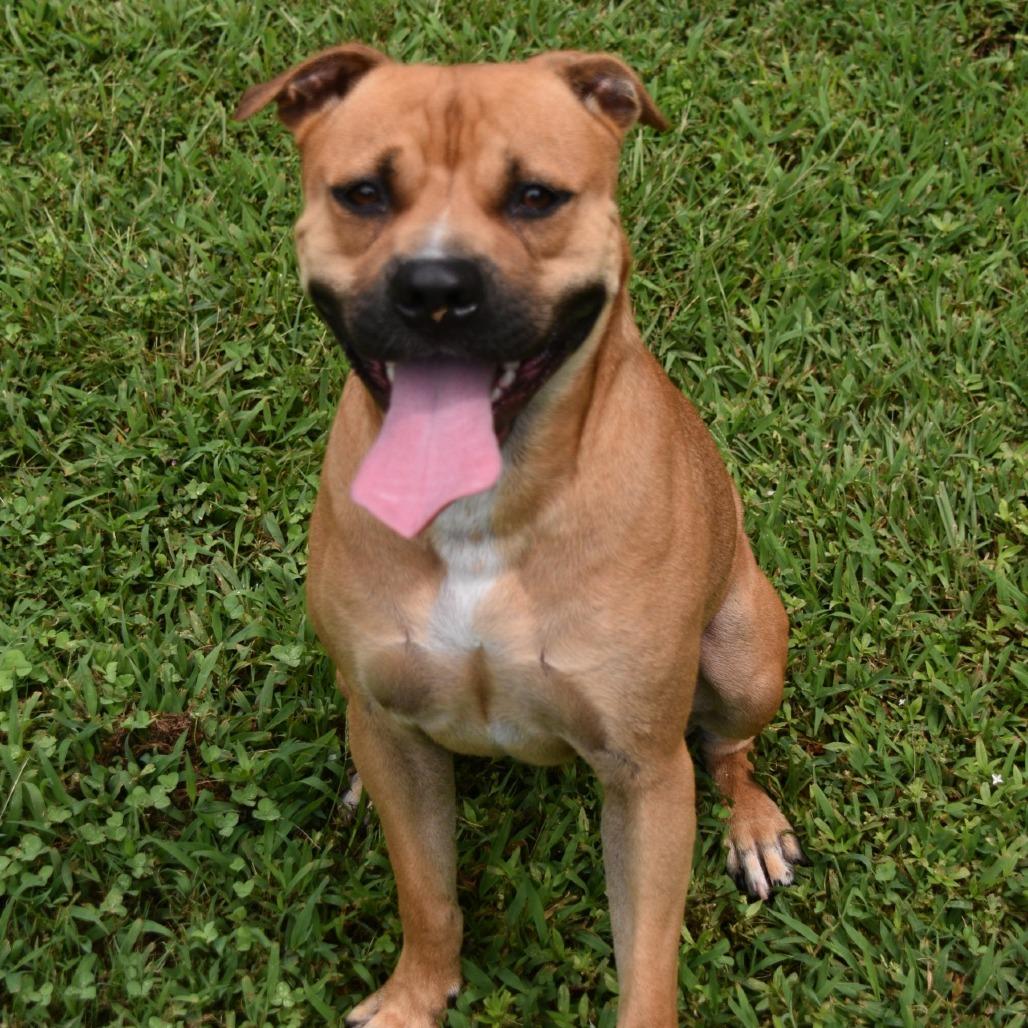 Jimmy, Adoptable, Adult Male Mixed Breed.