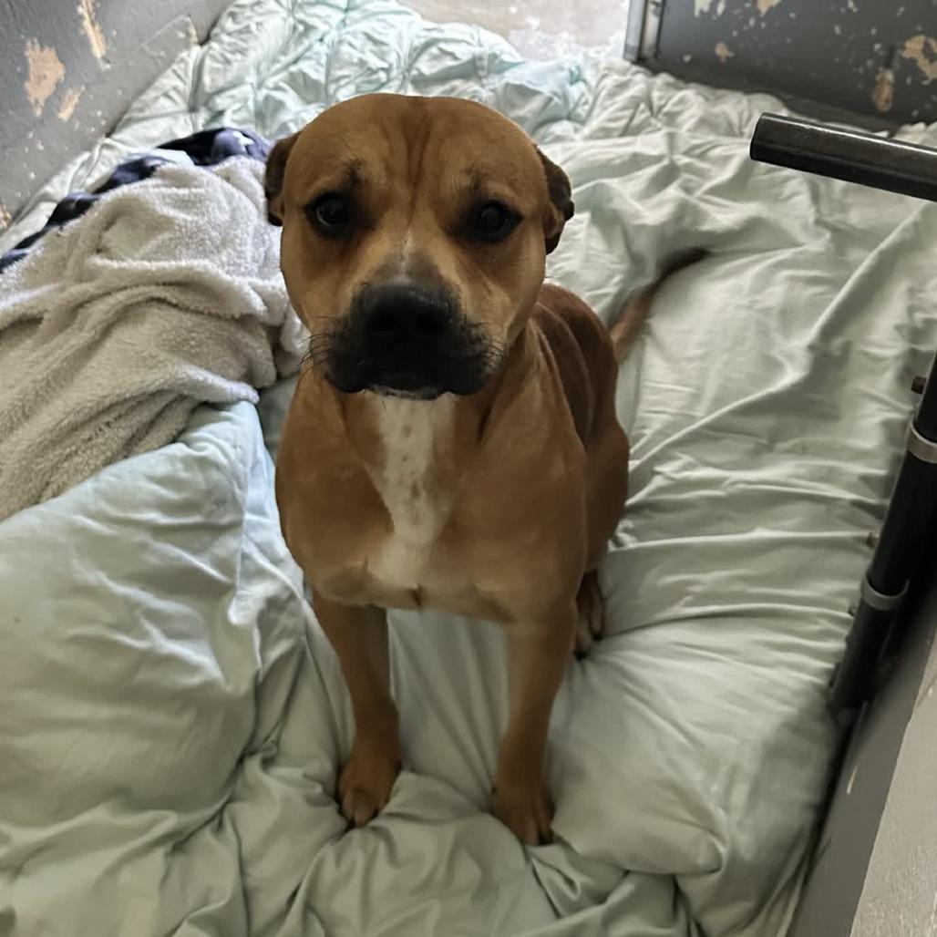 Jimmy, Adoptable, Adult Male Pit Bull Terrier.