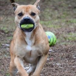 Enlarge Jimmy, a Adoptable Pit Bull Terrier in Columbus, NC image 2/5