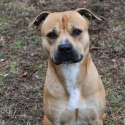 Enlarge Jimmy, a Adoptable Pit Bull Terrier in Columbus, NC image 3/5