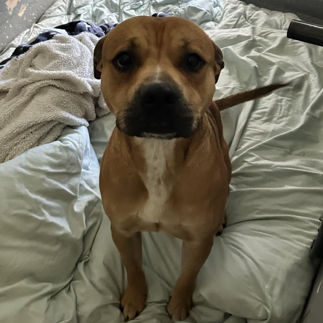 Enlarge Jimmy, a Adoptable Pit Bull Terrier in Columbus, NC image 4/5