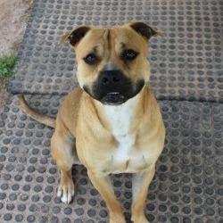 Jimmy, a Adoptable Pit Bull Terrier in Columbus, NC image 5/6