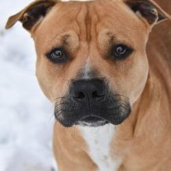 Enlarge Jimmy, a Adoptable Pit Bull Terrier in Columbus, NC image 5/5