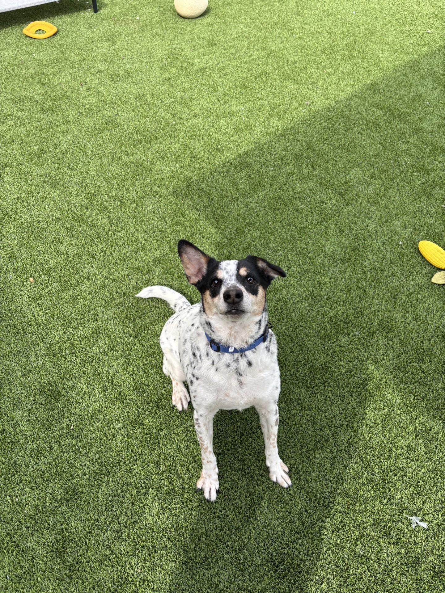 Toby, adopted, Adult Male Cattle Dog.