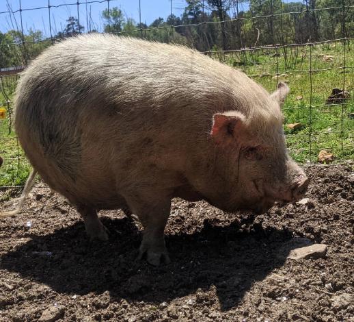 Beryl, Adult Female unknown