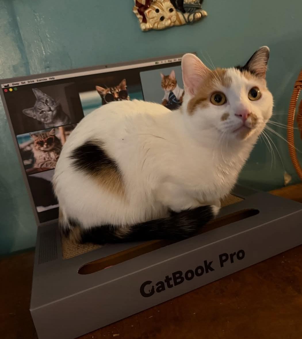 Enlarge Carmelita, a Adoptable Domestic Short Hair in Whitewater, WI image 2/5