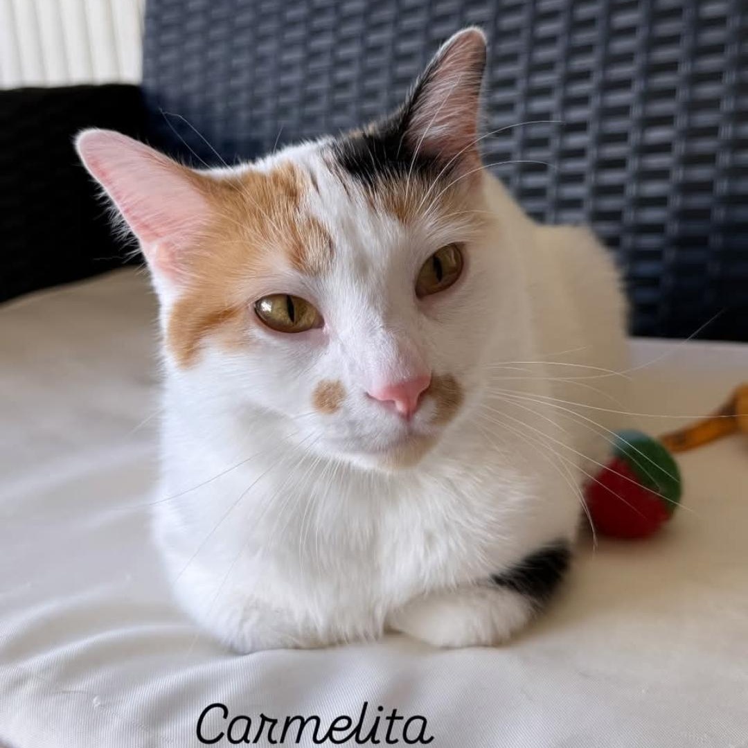 Enlarge Carmelita, a Adoptable Domestic Short Hair in Whitewater, WI image 5/5