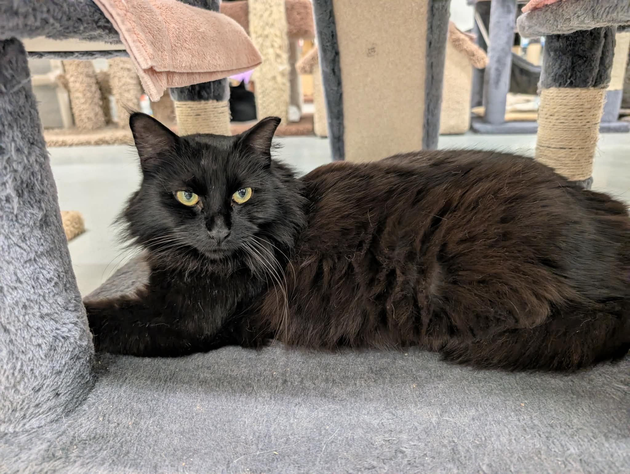 Enlarge Mochi, an adopted Domestic Long Hair in West Palm Beach, FL image 3/4