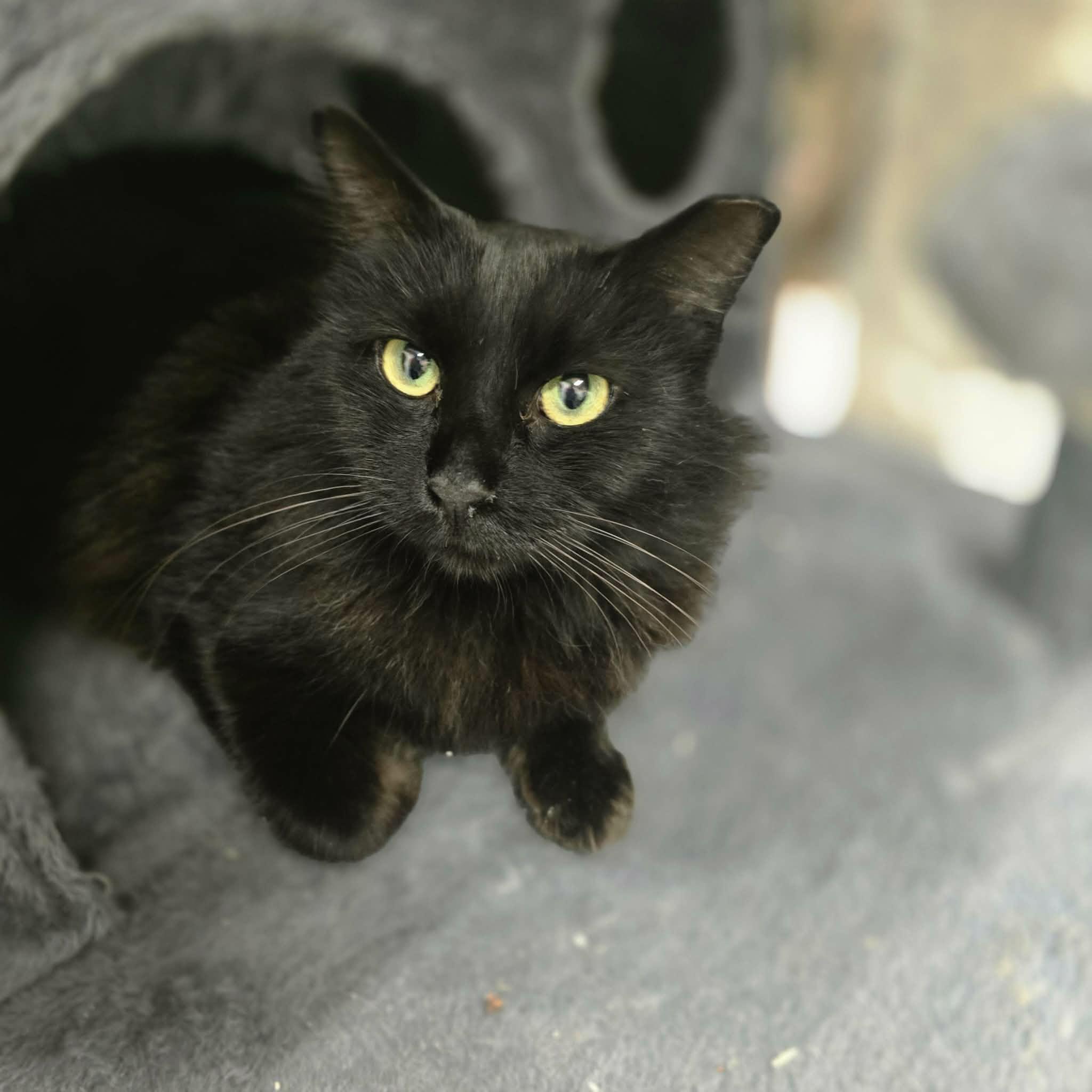 Enlarge Mochi, an adopted Domestic Long Hair in West Palm Beach, FL image 4/4