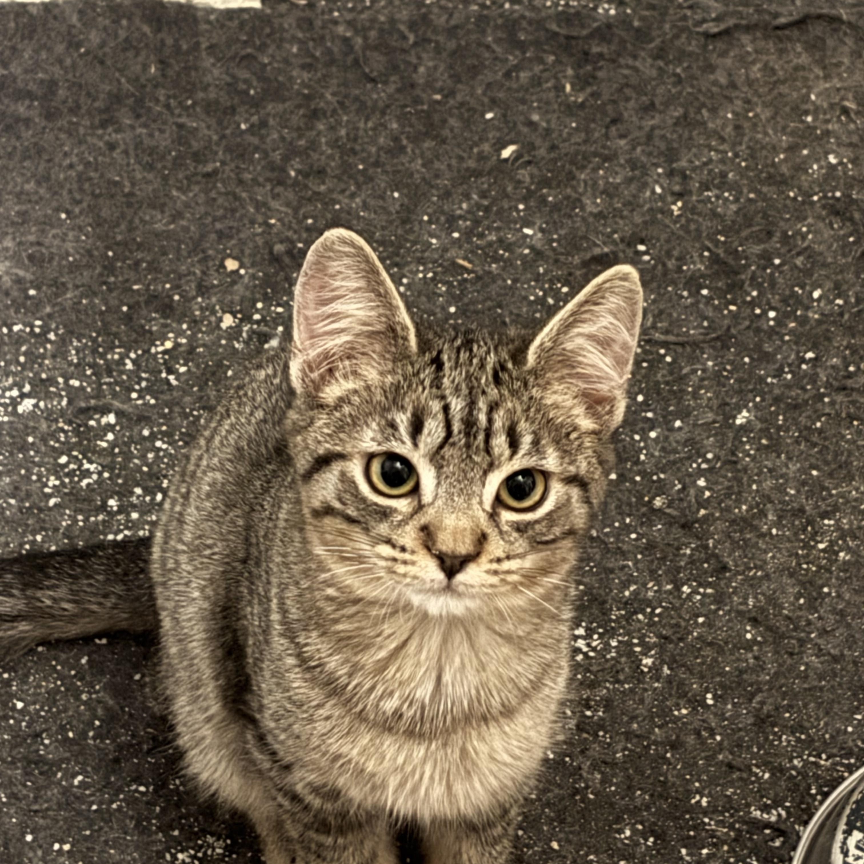 Enlarge Kittens, a Adoptable Domestic Short Hair in Russellville, OH image 3/6