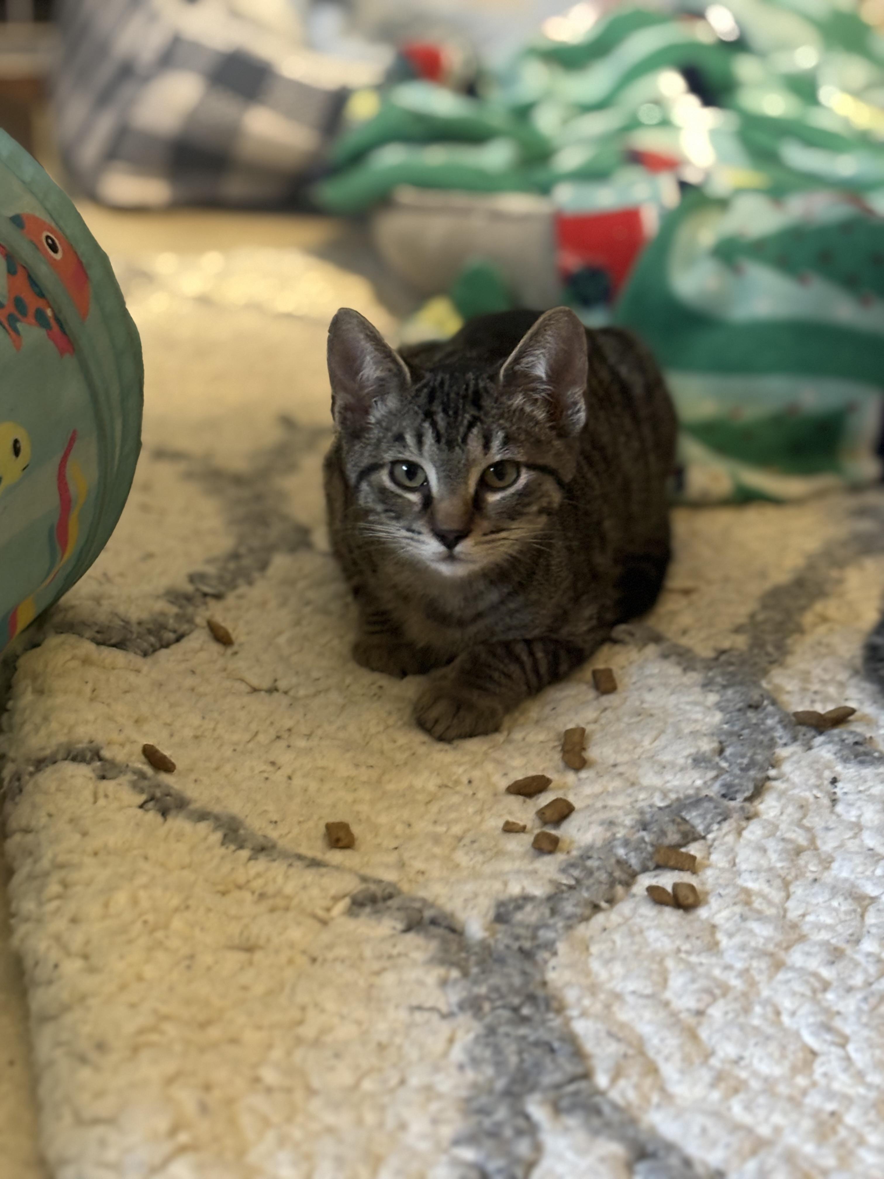 Enlarge Kittens, a Adoptable Domestic Short Hair in Russellville, OH image 4/6