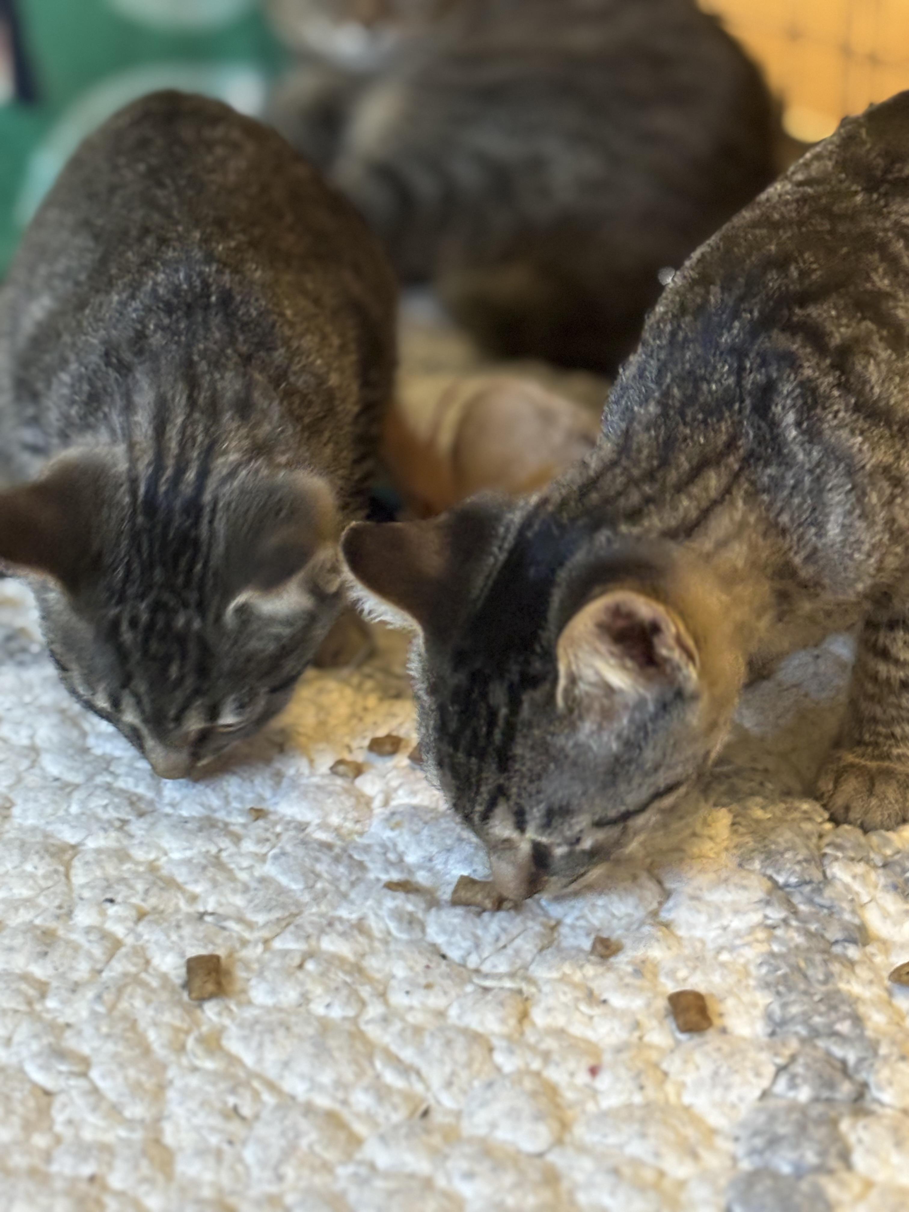 Enlarge Kittens, a Adoptable Domestic Short Hair in Russellville, OH image 5/6