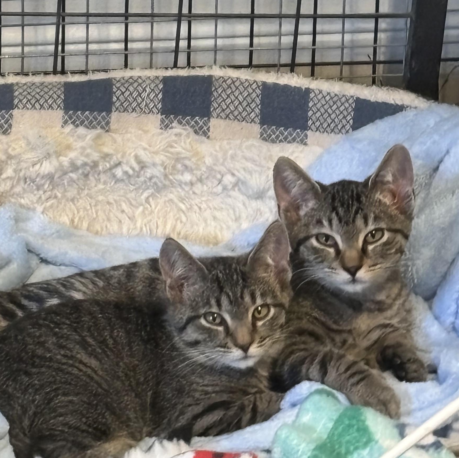 Kittens — thumbnail 4