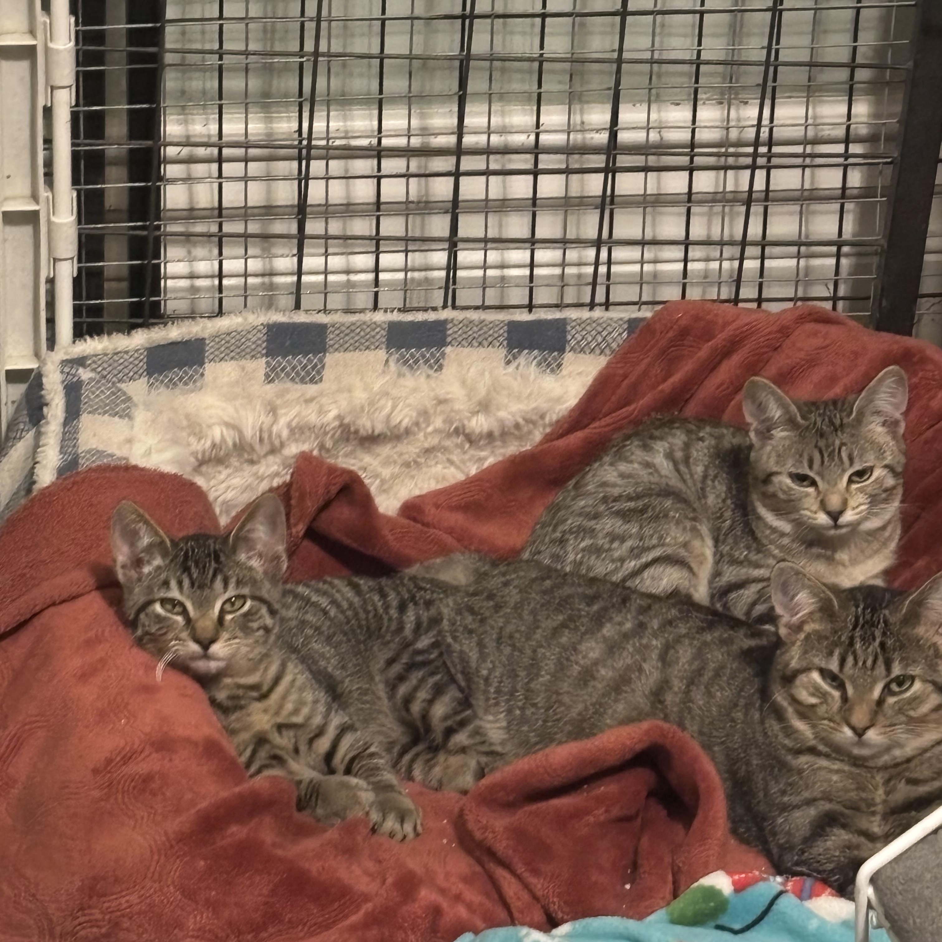 Kittens — thumbnail 5