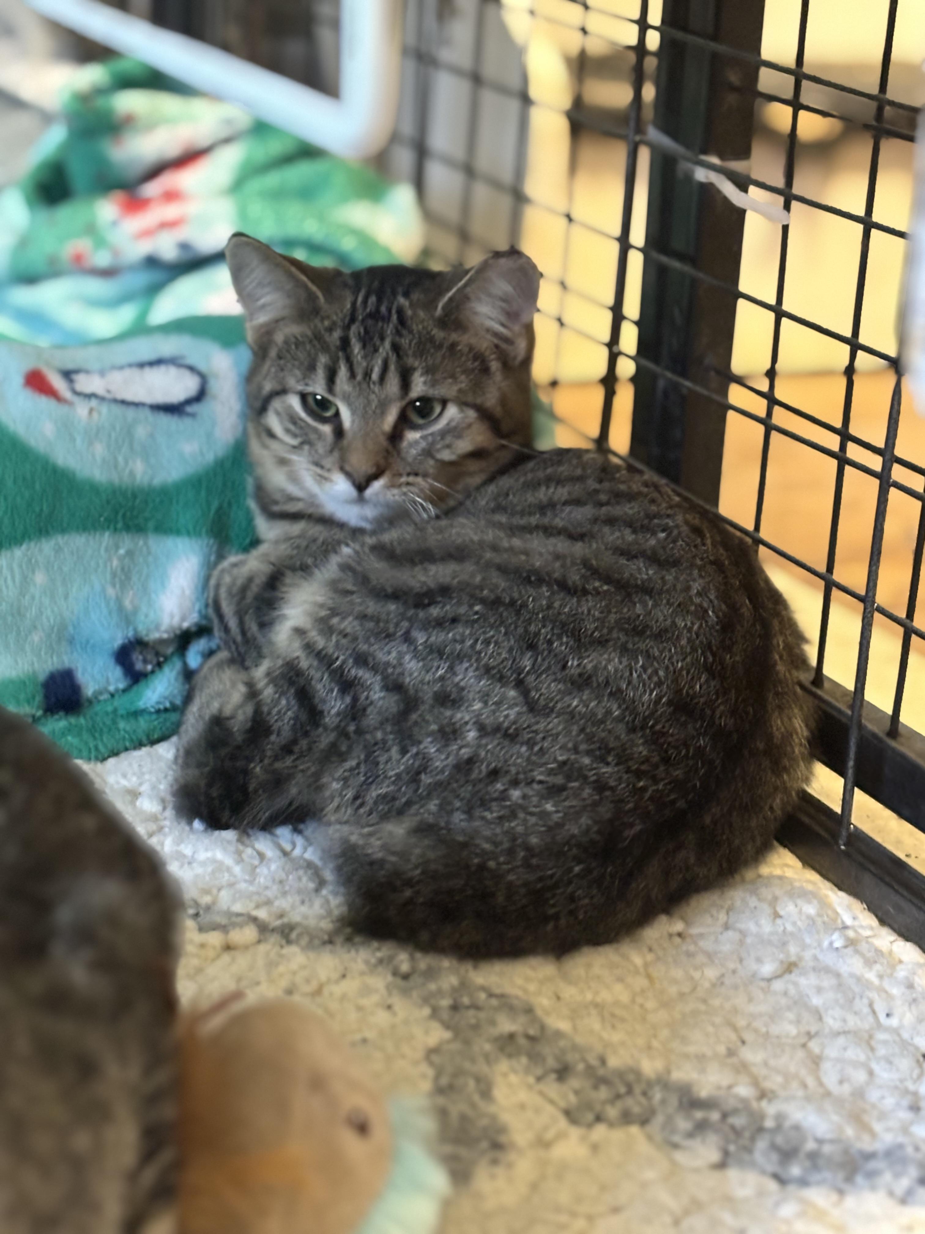 Enlarge Kittens, a Adoptable Domestic Short Hair in Russellville, OH image 6/6